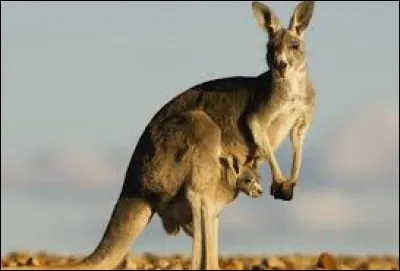 À quel ordre de mammifères appartient le kangourou ?