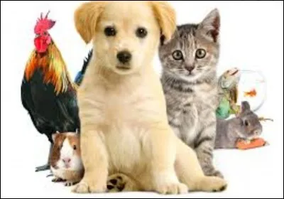 Quel animal pr&eacute;f&egrave;res-tu ?