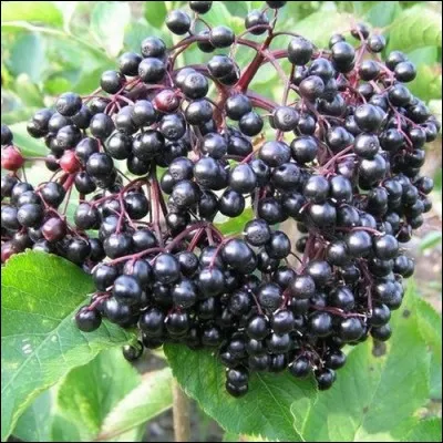 Quel est le nom de cet arbuste qui produit des baies noires et brillantes utilisées comme colorant alimentaire ?