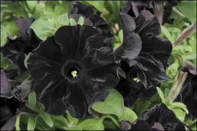 Quel est le nom de cette fleur noire ?