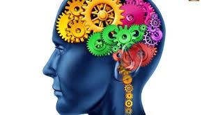 Quiz Cerveau