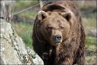Pourquoi la peau est-elle noire en dessous de la fourrure d'un ours ?