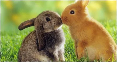 Ton animal préféré est...