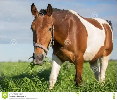 C'est un cheval...