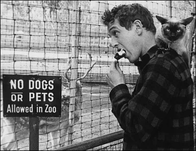 Ce célèbre acteur américain déguste sa crème glacée en compagnie de son chat siamois (1956).
Indices : acteur né en 1925 - films notables : L'arnaque - La Chatte sur un toit brûlant - Butch Cassidy et le Kid