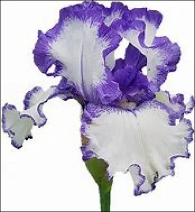 Quelle est la fleur que Kaito offre à Lucie ?