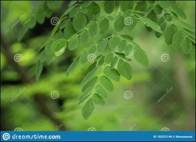 Quel élément préfères-tu ?