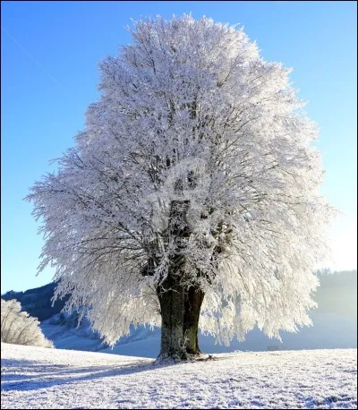 Complétez cette phrase : "J'ai besoin d'une ... pour couper cet arbre".