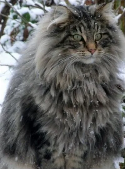 Les chats bleus existent-ils ?