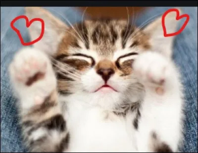 Comment est un chat siamois ?