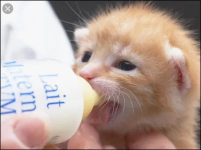 Le scottish-fold a les oreilles...