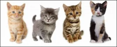 Combien de chatons la chatte peut-elle avoir par portée ?