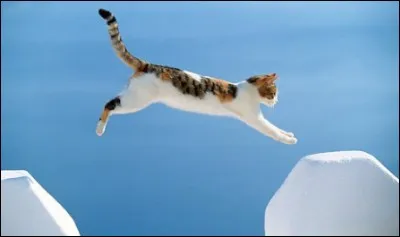 Un chat retombe-il toujours sur ses pattes ?