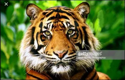 Le tigre est-il le plus grand cousin du chat ?