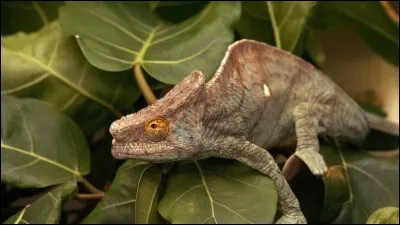 Capable de prendre l'apparence du beau sexe, il fut le précurseur des taupes !