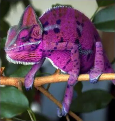 Nymphe des lépidoptères !