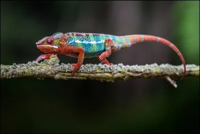 Expression picarde, commençant par un C, signifiant "faire l'école buissonnière !
