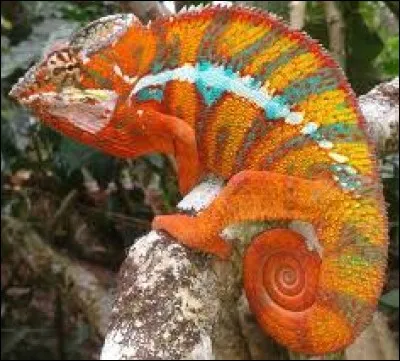 Mot commençant par un C, c'est également le nom d'un empereur romain, on dit de cette personne, exigeante et sévère, qu'elle n'est pas ... !