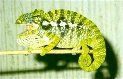 Le nom de cette fleur commence par C, d'après une chanson, il est petit, mesdames !