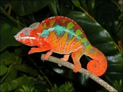 Ecrivain français dont le nom commence par C, c'est également celui d'un steack !