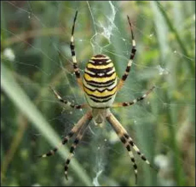 Les arachnides ont 8 pattes et un corps en 2 parties.