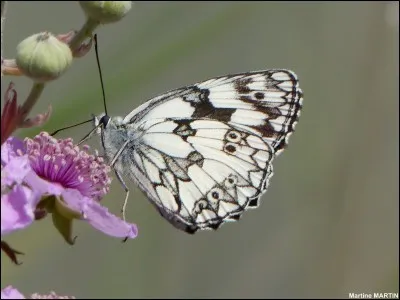 Qui était Émile Ajar ?