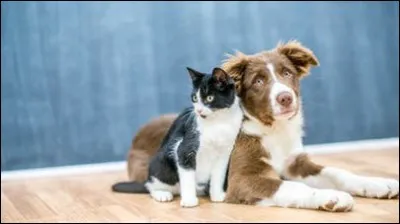Quels sont tes animaux préférés ?