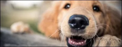 De quelle classe d'animaux le marabout fait-il partie ?