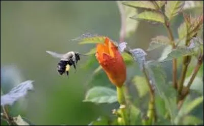 Que signifie le mot biodiversité ?