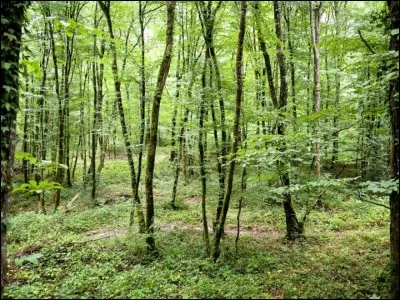 Quelle forêt luxuriante abrite la plus grande biodiversité en son sein ?