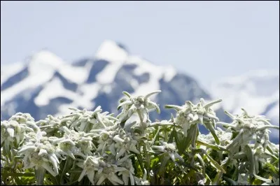 "Edelweiss" signifie littéralement "blanc noble" en allemand.