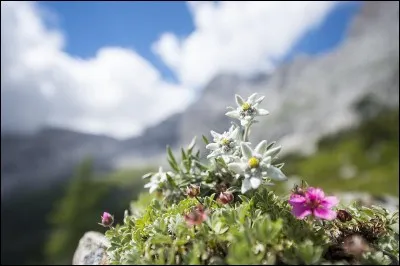 L'edelweiss pousse à plus de 1 500 mètres d'altitude.