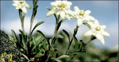 Dans l'album "Astérix chez les Bretons", le héros moustachu est chargé de cueillir un edelweiss pour Panoramix.