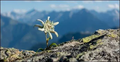 L'edelweiss est une plante toxique.