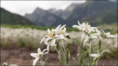 L'edelweiss est l'emblème des Alpes, il y représente la pureté et l'amour.