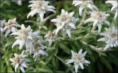 Sa floraison démarre en octobre pour se terminer en février.