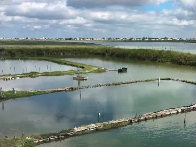 Quels mollusques sont &eacute;lev&eacute;s dans une clay&egrave;re ?