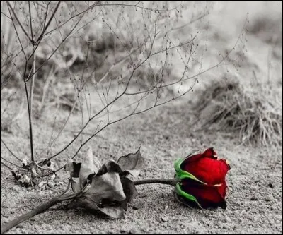 À qui Cat Stevens rendait-il hommage en jetant une rose dans son cercueil, par les paroles "I loved you my lady, though in your grave you lie, I'll always be with you, this rose will never die, this rose will never die" ?