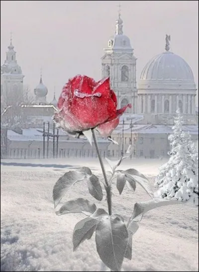 À qui appartiennent les paroles extraites de "L'Hiver" "Elle a sûrement rejoint le ciel, elle brille à côté du soleil" ?