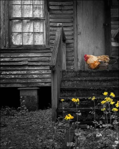 À qui sont les paroles, interprétées avec sa superbe voix grave : "Un vieil homme dans un grenier pour la nuit nous a cachés, les allemands l'ont pris, Il est mort sans surprise" ?