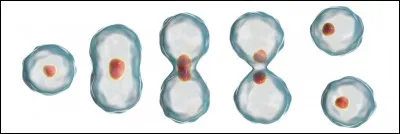 La mitose se déroule en plusieurs phases :