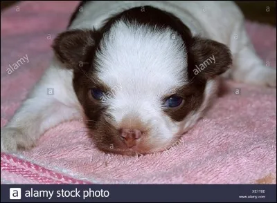 Combien de motifs poss&egrave;de le sharingan de Sasuke dans la for&ecirc;t (au d&eacute;but) ?