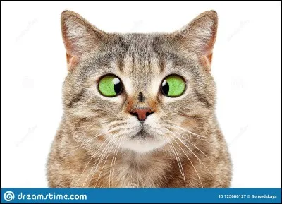 Combien poss&egrave;de-t-il de queues ?