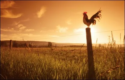 Quelle est ta routine du matin ?