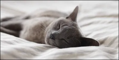 Quel est ton r&ecirc;ve r&eacute;current ?