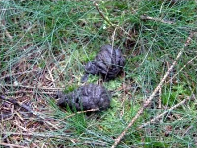Les points après la ligne, c'est l'...
