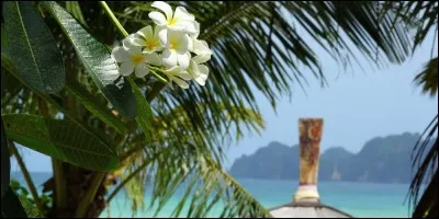 Le monoï est obtenu par macération de fleurs de Tiaré Tahiti dans de l'huile raffinée de coprah.