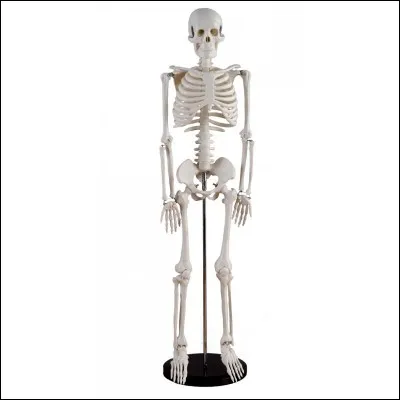 Où se situe l'os du Cubitus ?