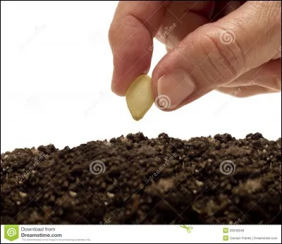 Une graine se traduit par :