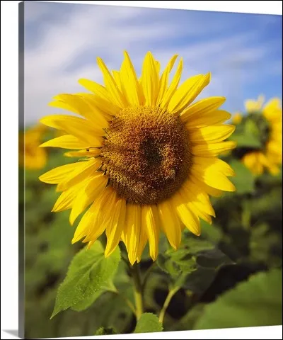 Un tournesol se traduit par :